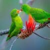 Wild Vernal Hanging Parrots feed each other