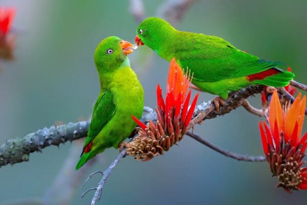 Wild Vernal Hanging Parrots feed each other