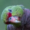 A closeup of a wild Vinaceous Amazon