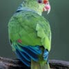 A wild Vinaceous Amazon perches on a branch