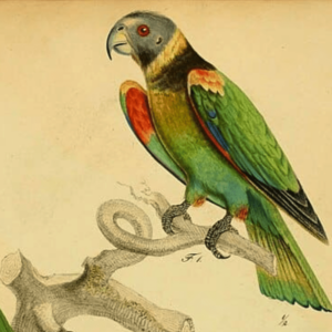 Illustration of Vulturine Parrot