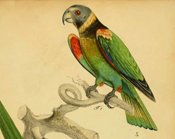 Illustration of Vulturine Parrot