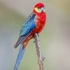 A wild Western Rosella perches on a branch