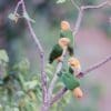 Wild White-bellied Parrots perch in a tree