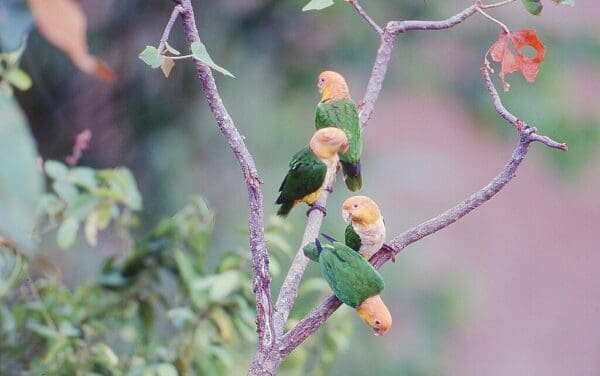 Wild White-bellied Parrots perch in a tree