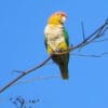 A wild White-bellied Parrot, ssp xanthomerius, perches on a branch