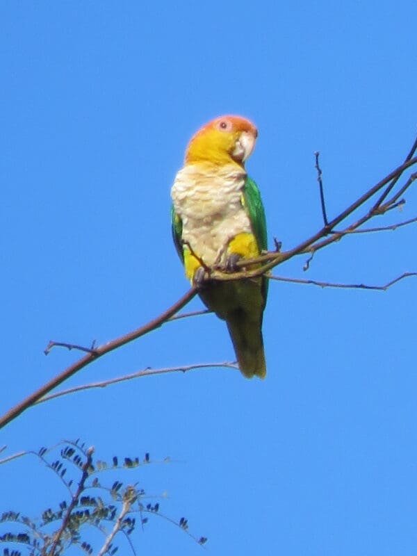 A wild White-bellied Parrot, ssp xanthomerius, perches on a branch