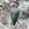 © ProAves Colombia CC BY-NC-SA 2.0 via Flickr A wild White-capped Parrot perches on a branch