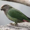 © ProAves Colombia CC BY-NC-SA 2.0 via Flickr A wild White-capped Parrot perches on a rock
