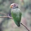© ProAves Colombia CC BY-NC-SA 2.0 via Flickr A wild White-capped Parrot perches on a branch