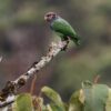© Nick Athanas CC BY-NC-SA 2.0 via Flickr A wild Plum-crowned Parrot perches on a branch
