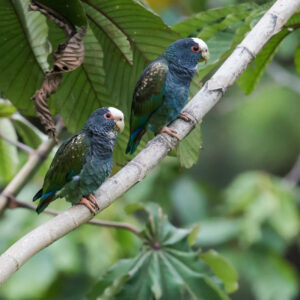 Wild White-crowned Parrots perch on a limb