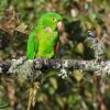 A wild White-eared Conure perches on a mossy branch