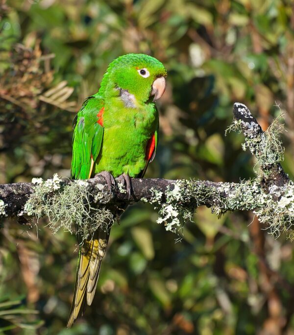 A wild White-eared Conure perches on a mossy branch