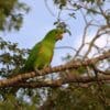 A wild White-eyed Conure perches in a tree