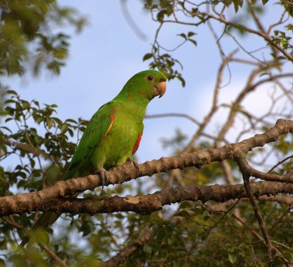 A wild White-eyed Conure perches in a tree