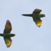 Wild White-eyed Conures in flight