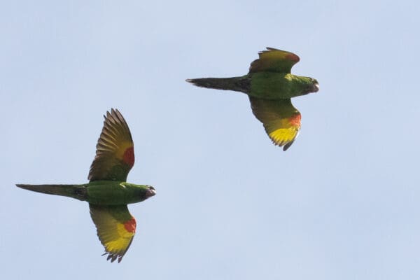 Wild White-eyed Conures in flight