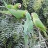 Wild White-eyed Conures flock