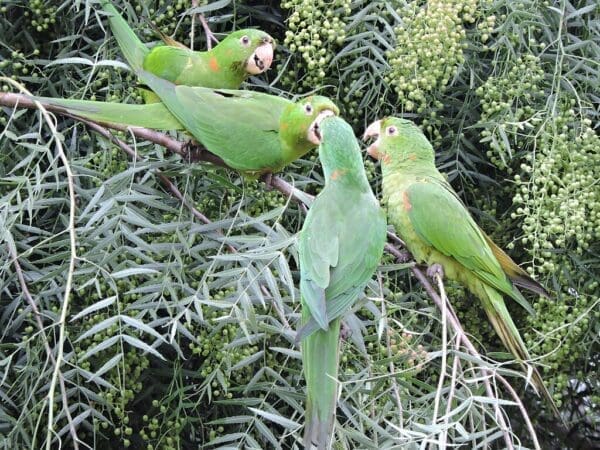 Wild White-eyed Conures flock