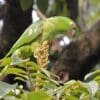 A wild White-eyed Conure peers at something interesting