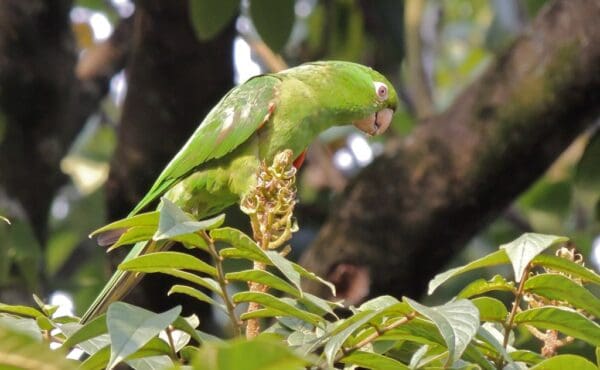 A wild White-eyed Conure peers at something interesting