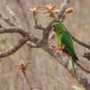 A wild White-eyed Conure perches in a flowering tree