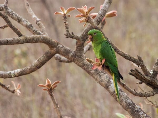 A wild White-eyed Conure perches in a flowering tree