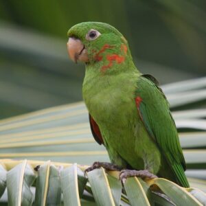 A wild White-eyed Conure perches on a palm leaf