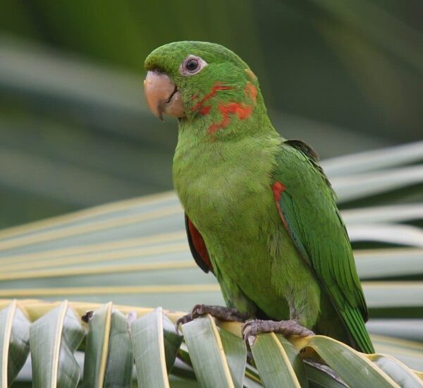 A wild White-eyed Conure perches on a palm leaf