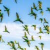 Wild White-eyed Conures flock