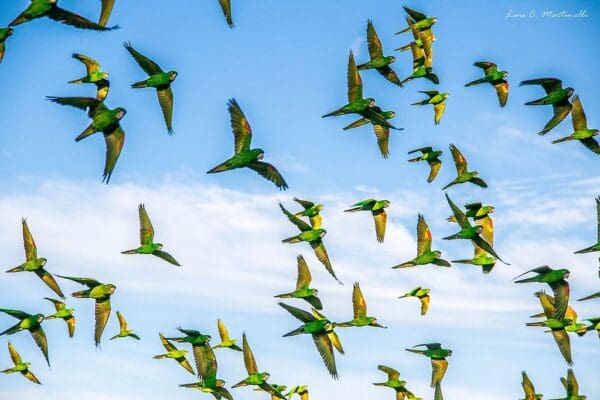 Wild White-eyed Conures flock