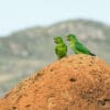 Wild White-eyed Conures perch on a termite mound