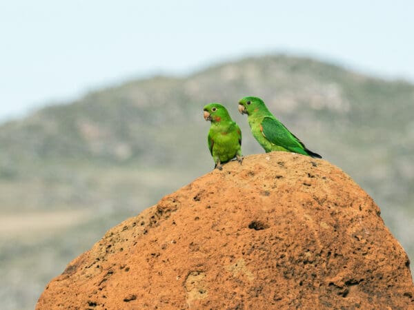 Wild White-eyed Conures perch on a termite mound