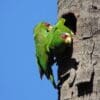 Wild White-fronted Amazons cling to a nest cavity entrance