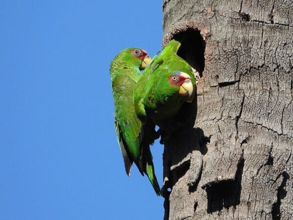 Wild White-fronted Amazons cling to a nest cavity entrance