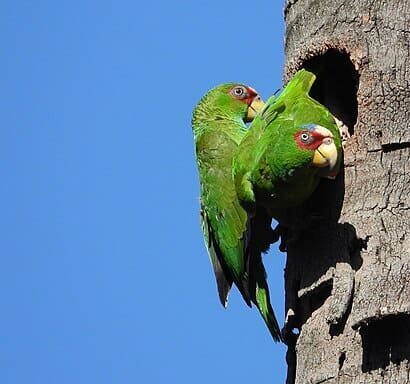 Be a Parrot Hero