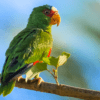 A wild White-fronted Amazon perches on a branch