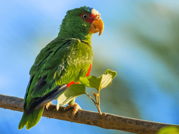 A wild White-fronted Amazon perches on a branch