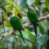 Wild White-necked Conures perch on a branch