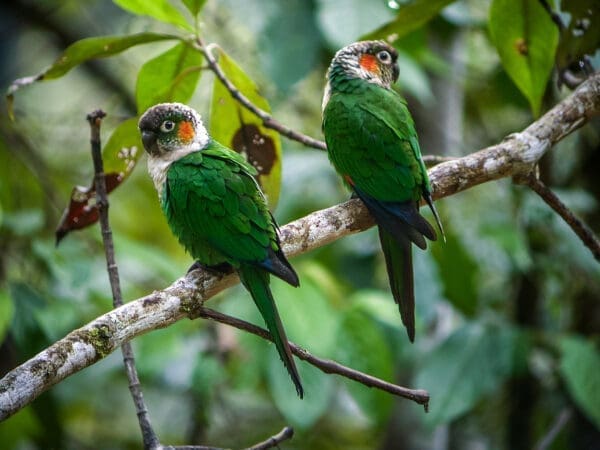 Wild White-necked Conures perch on a branch