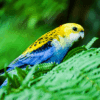 A wild Pale-headed Rosella perches on a fern