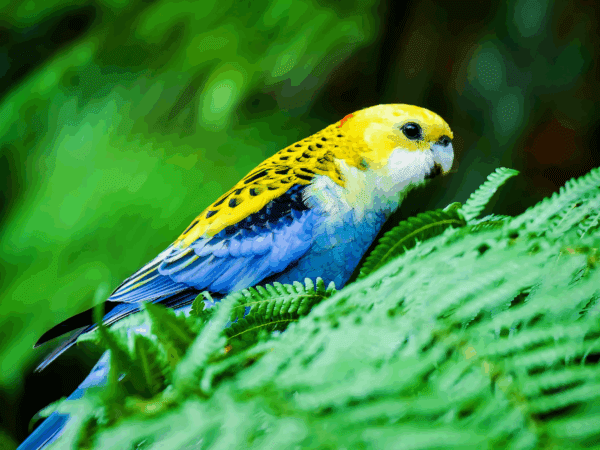 A wild Pale-headed Rosella perches on a fern