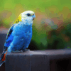 A wild Pale-headed Rosella perches on a fence