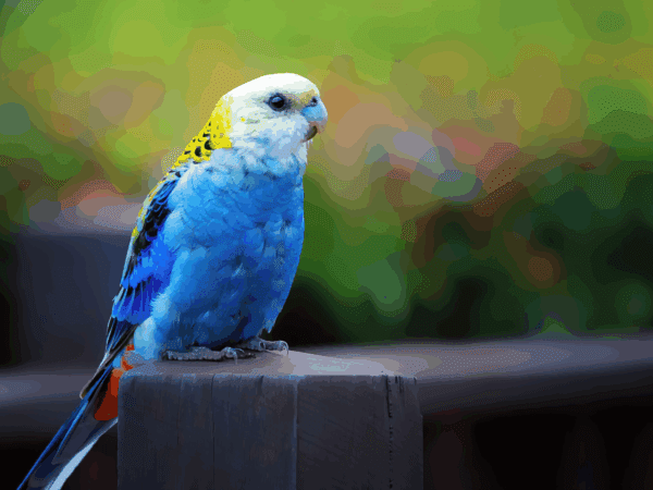A wild Pale-headed Rosella perches on a fence