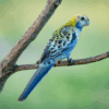 A wild Pale-headed Rosella perches on a branch