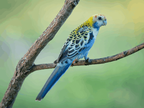 A wild Pale-headed Rosella perches on a branch