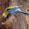 A wild Pale-headed Rosella perches on a tree cavity