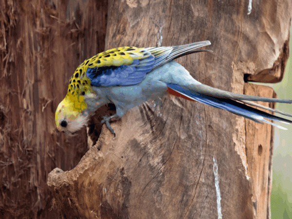 A wild Pale-headed Rosella perches on a tree cavity