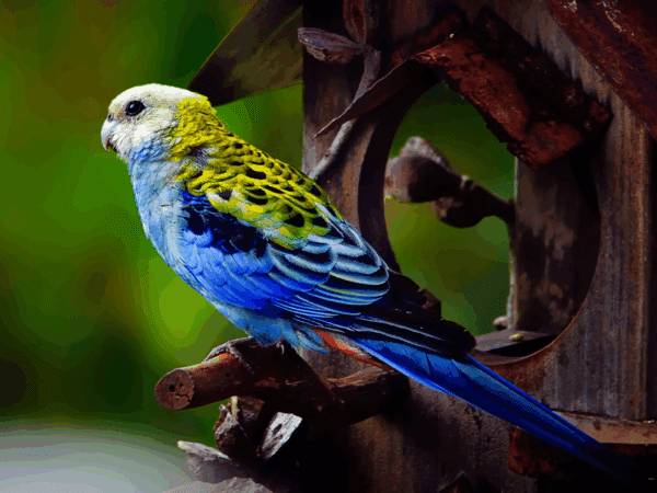 A wild Pale-headed Rosella perches